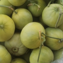 甜瓜、头茬甜瓜、甜宝甜瓜，蜜宝，香瓜，山东青岛莱西甜瓜，