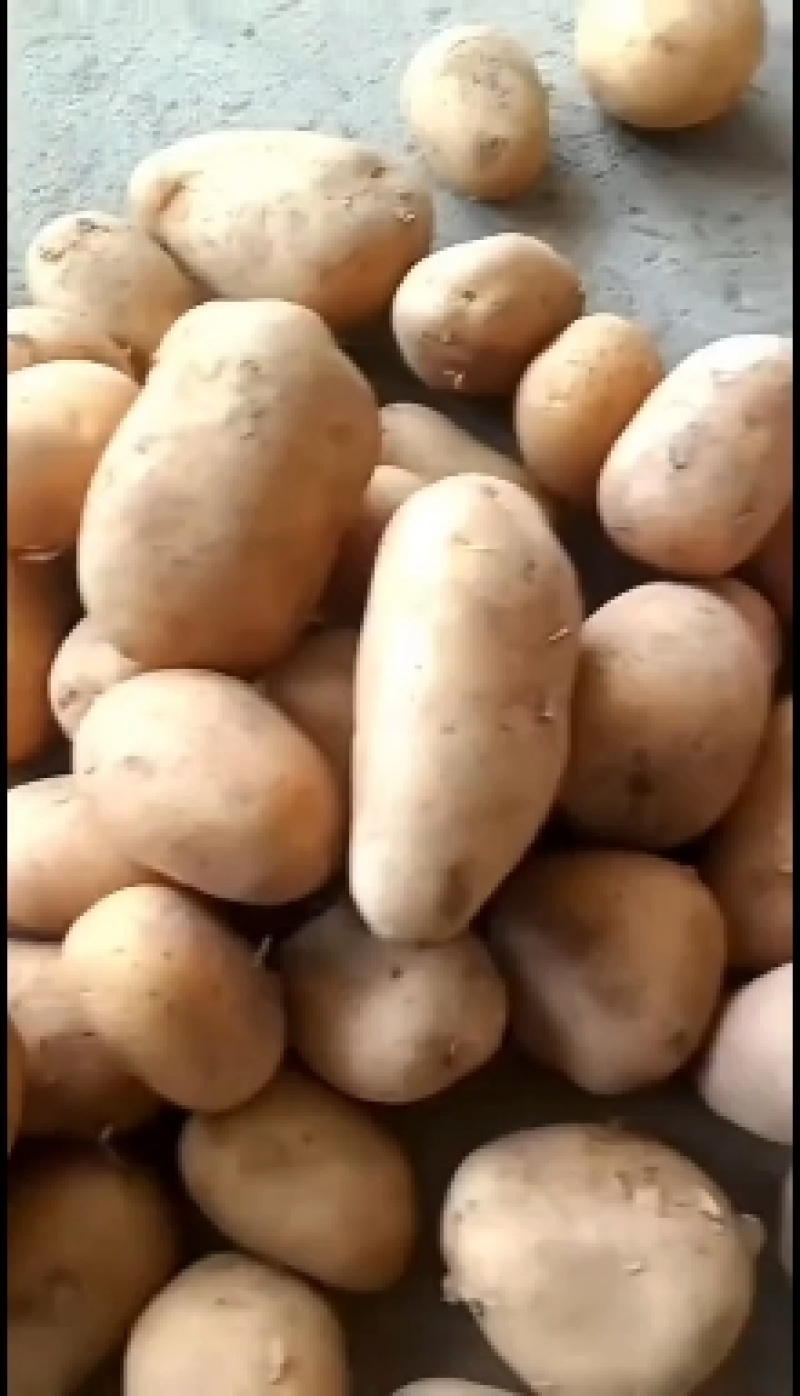 山东大棚土豆大量上市了，荷兰十五土豆，v7土豆