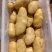 山东大棚土豆大量上市了，荷兰十五土豆，v7土豆