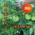 新型杂交香芋冬瓜泰丰香芋小冬瓜种子香味浓郁肉质清甜