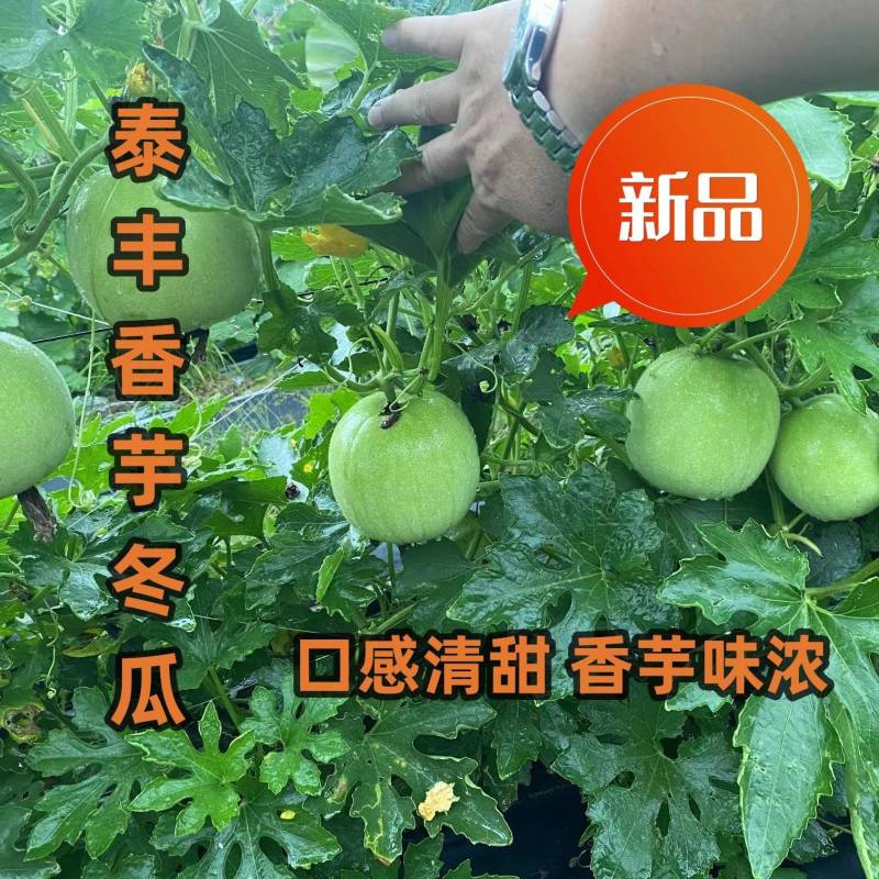 新型杂交香芋冬瓜泰丰香芋小冬瓜种子香味浓郁肉质清甜