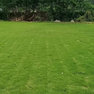 台湾二号草坪混播草各类草坪基地直供