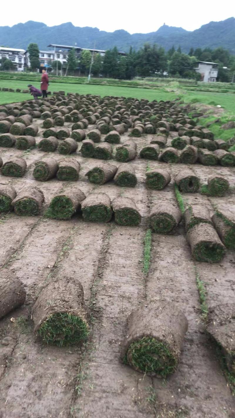台湾二号草坪混播草各类草坪基地直供