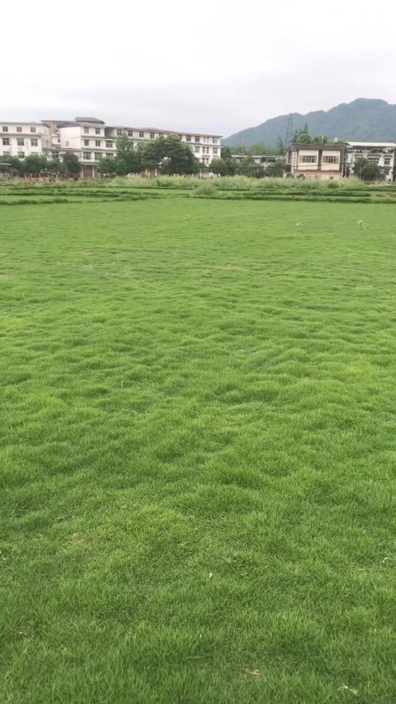 台湾二号草坪混播草各类草坪基地直供
