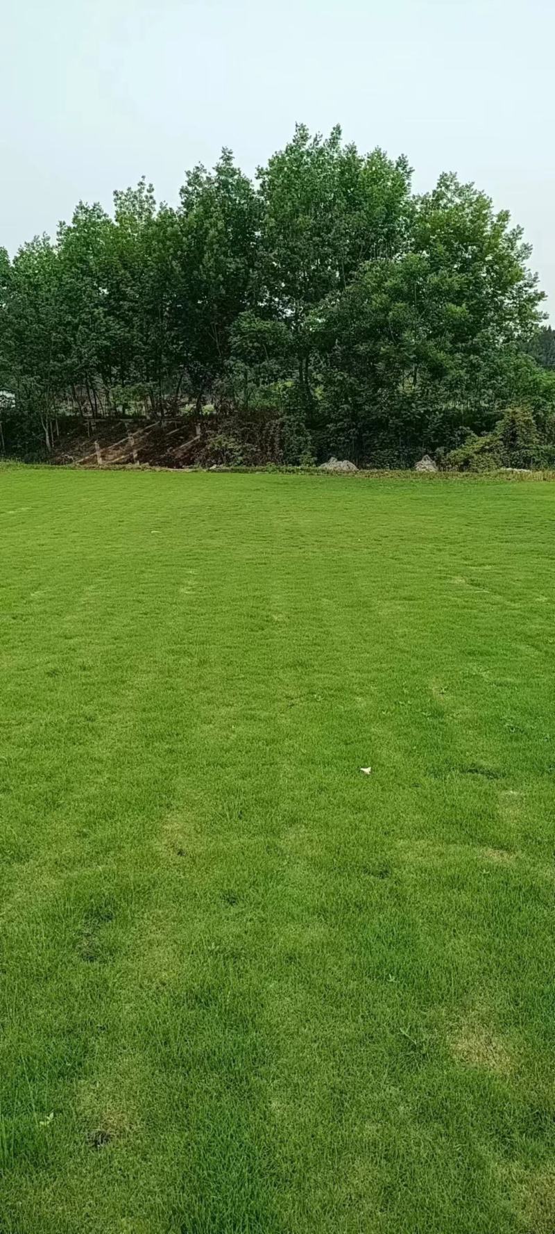 台湾二号草坪混播草各类草坪基地直供