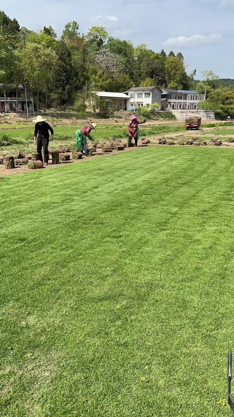台湾二号草坪混播草各类草坪基地直供