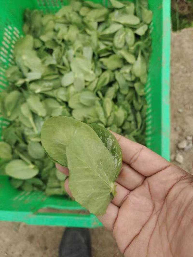 豌豆尖/豌豆苗