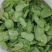 豌豆尖/豌豆苗