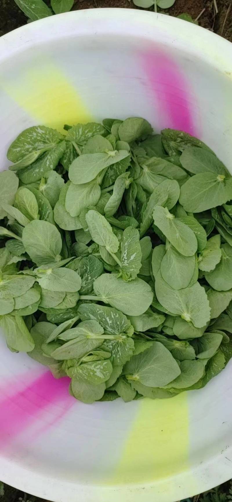 豌豆尖/豌豆苗