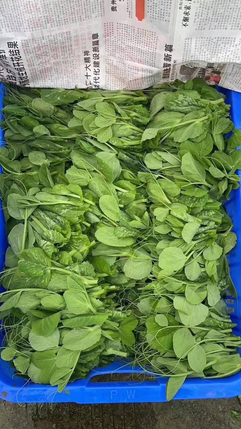 豌豆尖/豌豆苗