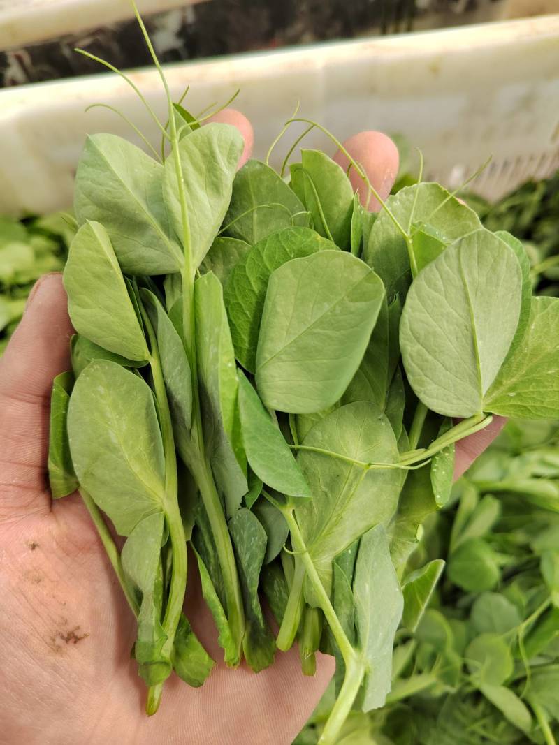 豌豆尖/豌豆苗