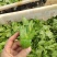 豌豆尖/豌豆苗