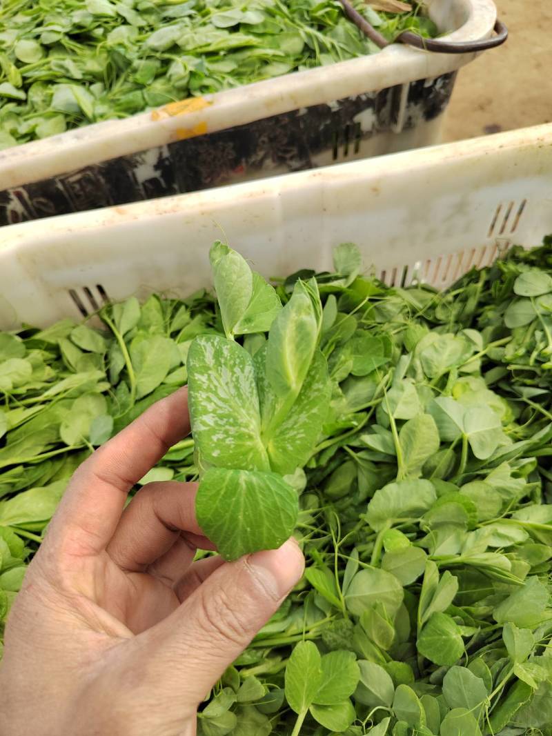 豌豆尖/豌豆苗