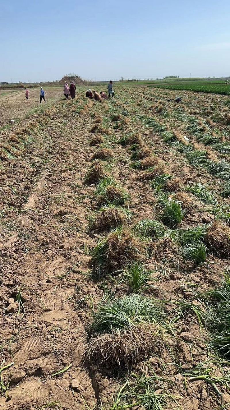 黄芪种子纯新包发芽风车净选提供种植技术