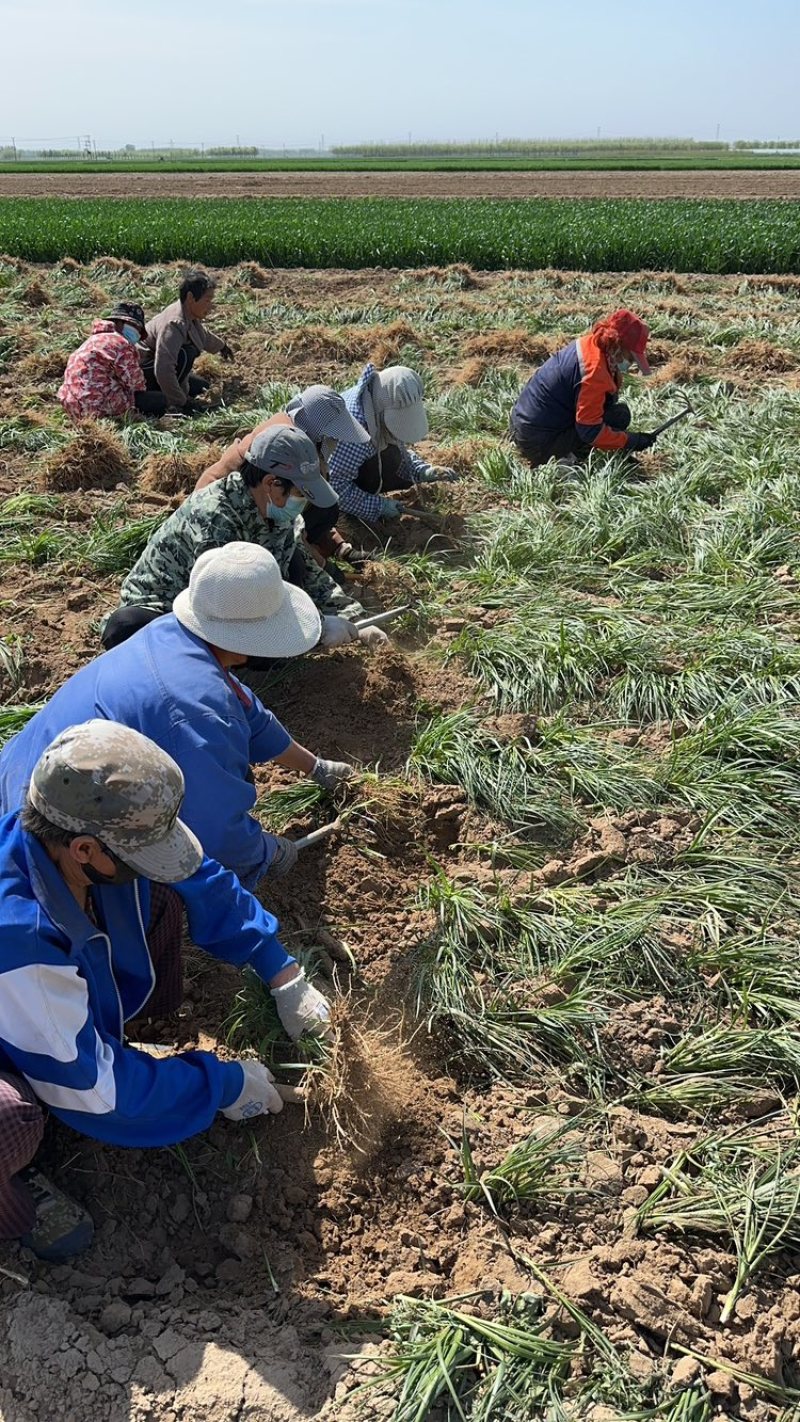 黄芪种子纯新包发芽风车净选提供种植技术