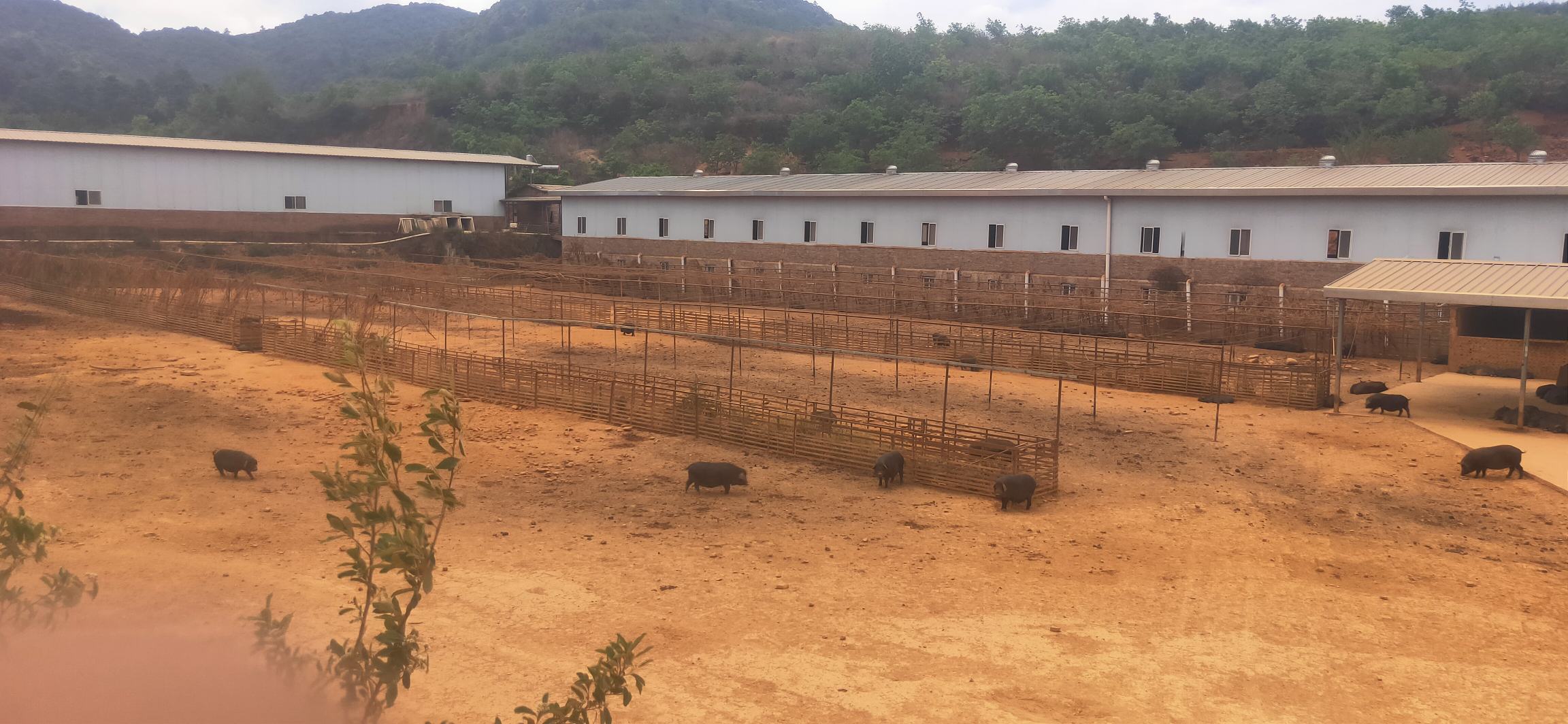 种猪养殖场生物安全设施示意图