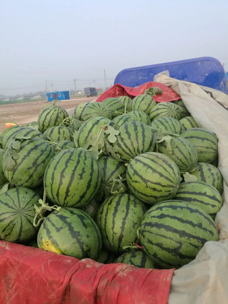 山东大棚西瓜大量上市了，京欣西瓜，甜王西瓜货源充足，