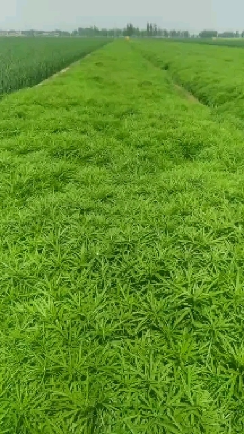 芦蒿