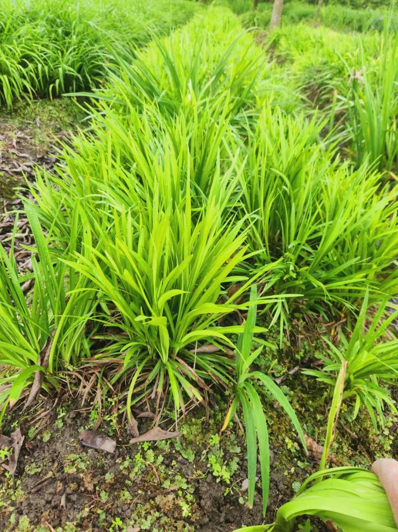 兰花三七