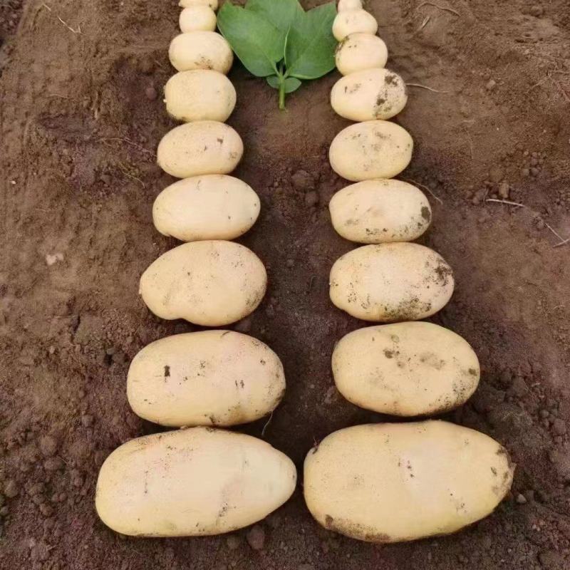 山东大棚土豆大量上市了，荷兰十五，v7土豆货源充足，