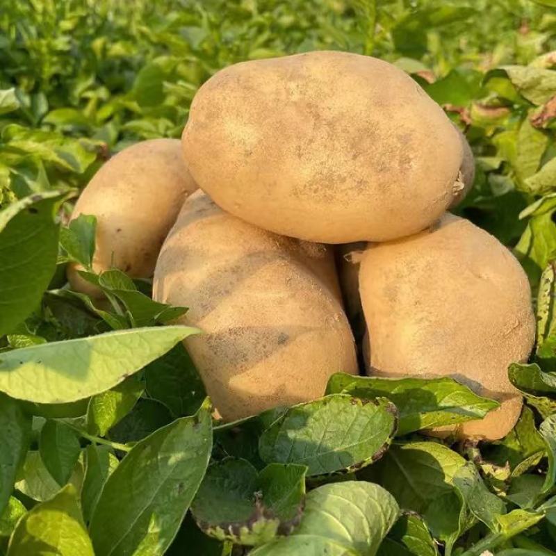 山东大棚土豆大量上市了，荷兰十五，v7土豆货源充足，
