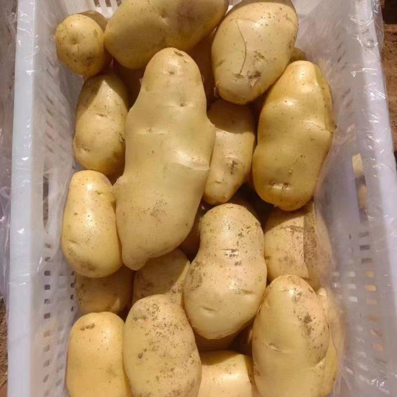 山东大棚土豆大量上市了，荷兰十五，v7土豆货源充足，