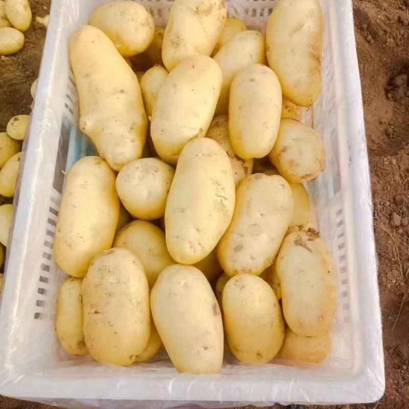 山东大棚土豆大量上市了，荷兰十五，v7土豆货源充足，