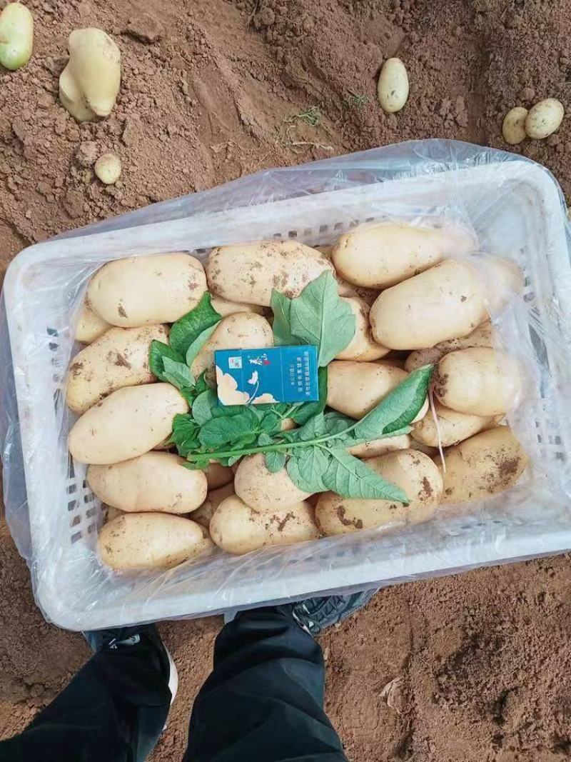山东大棚土豆大量上市了，荷兰十五，v7土豆货源充足，