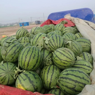 山东大棚西瓜大量上市了。京欣西瓜，甜王西瓜，货源充足，