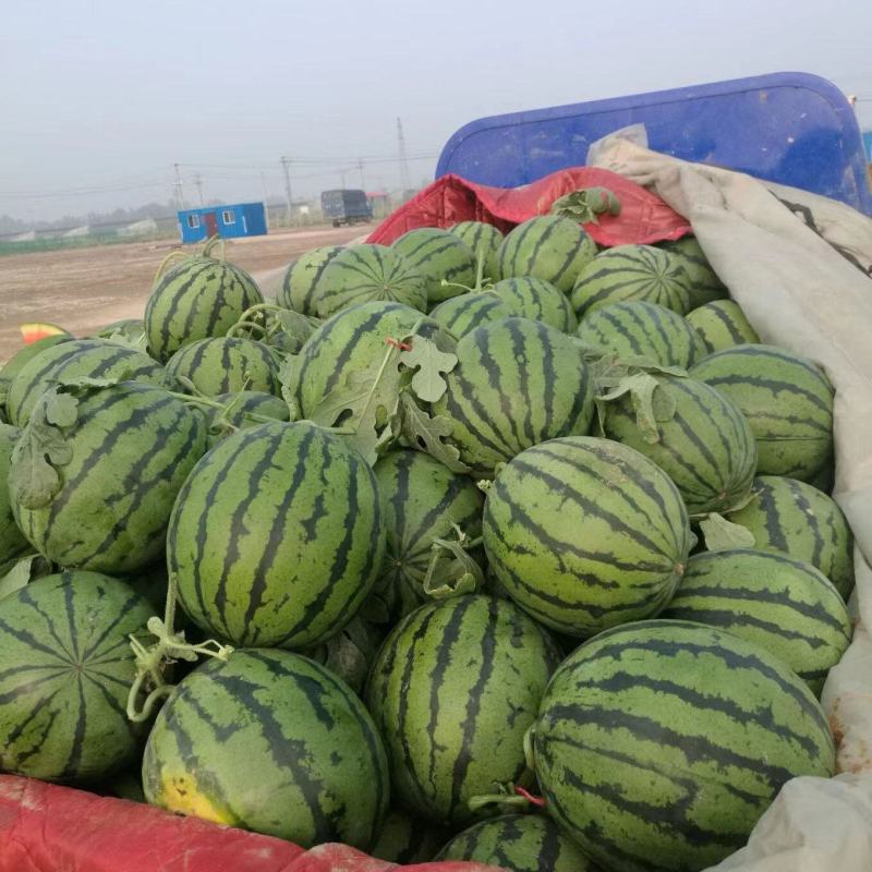 山东大棚西瓜大量上市了。京欣西瓜，甜王西瓜，货源充足，