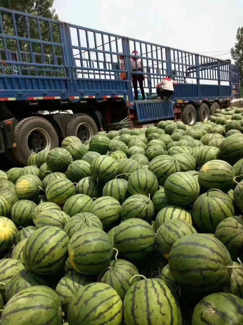 山东大棚西瓜大量上市了。京欣西瓜，甜王西瓜，货源充足，