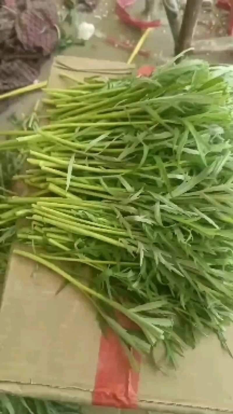 芦蒿