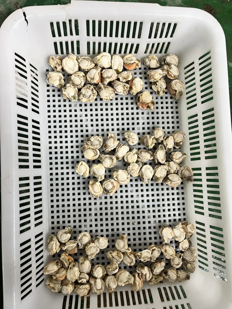 扇贝肉干冰无泡水无泡药扇贝栉孔扇贝肉