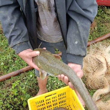 广东大口鲶鱼