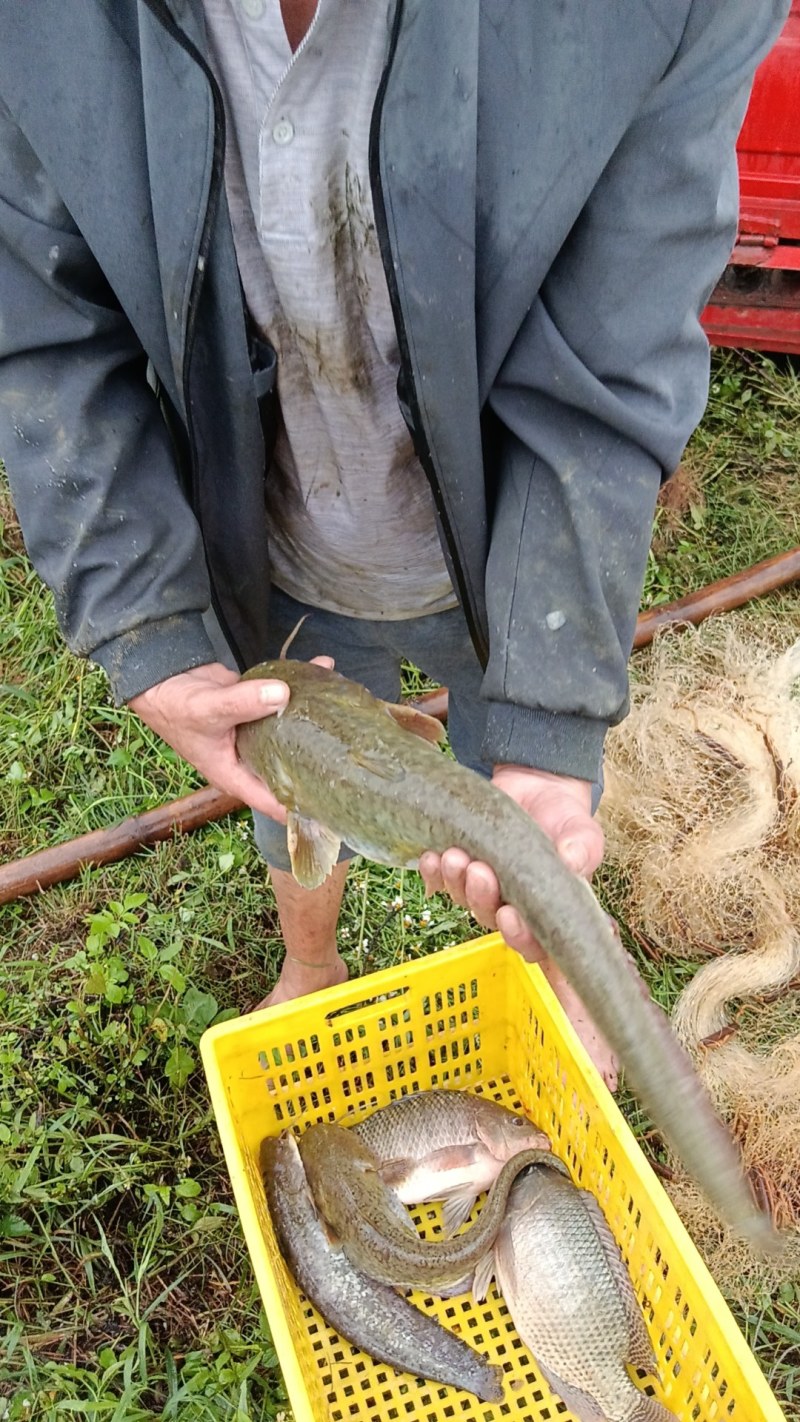 广东大口鲶鱼