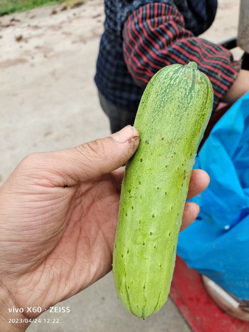 水果黄瓜苗，穴盘苗【抗病强，易存活，产量高】