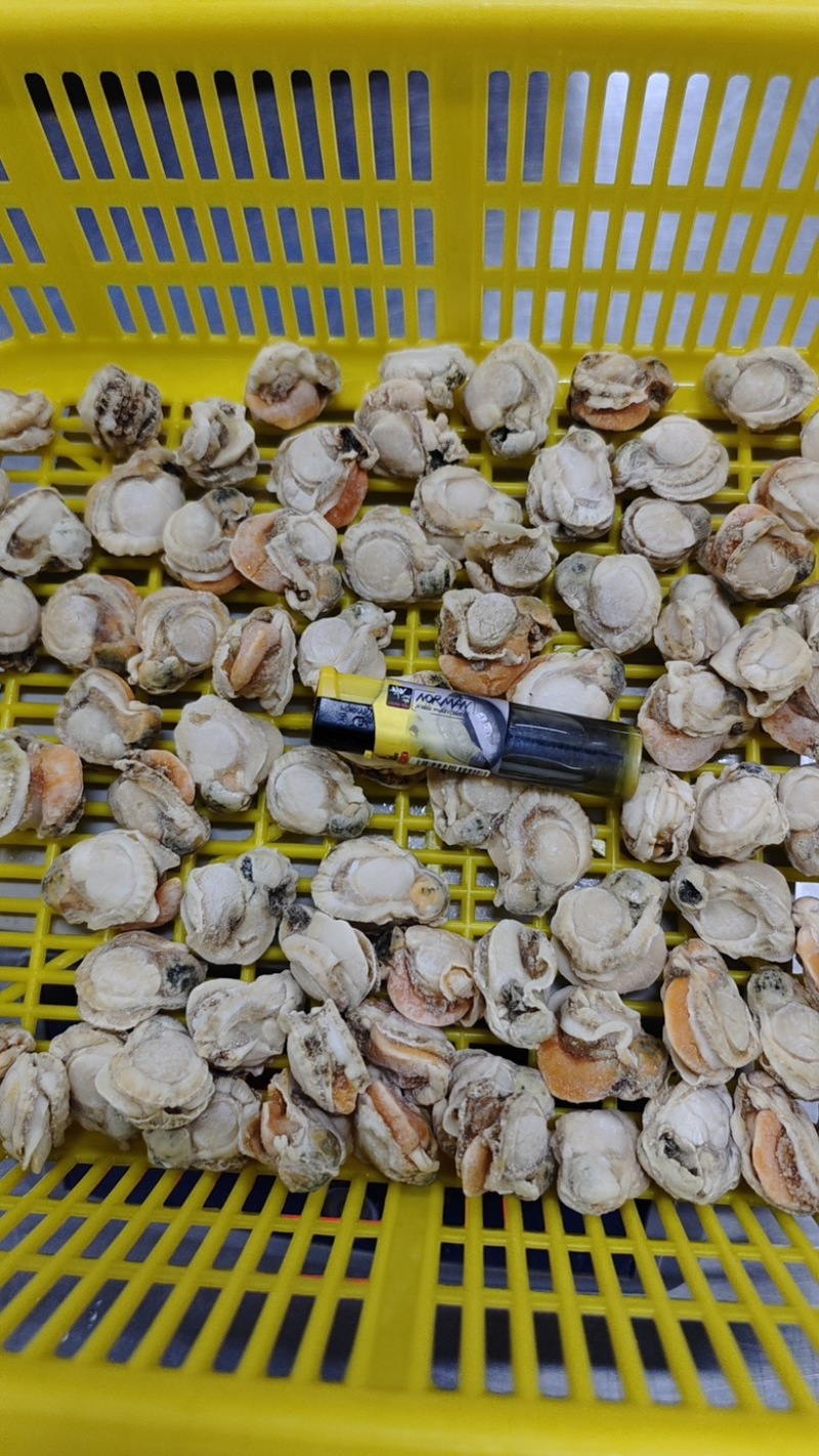 扇贝肉干冰无泡水无泡药扇贝栉孔扇贝肉