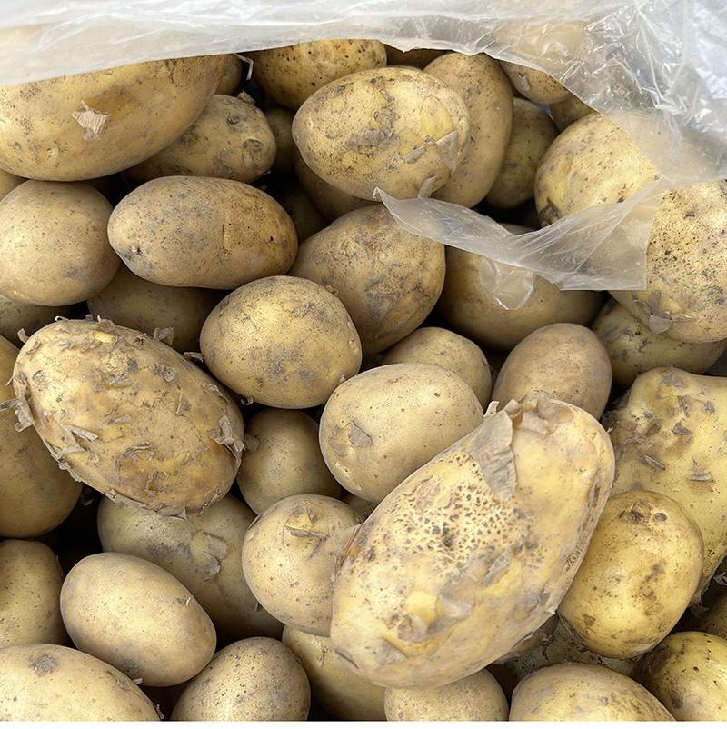 土豆，黄心土豆，产地看货，现采现发，价格美丽，欢迎选购