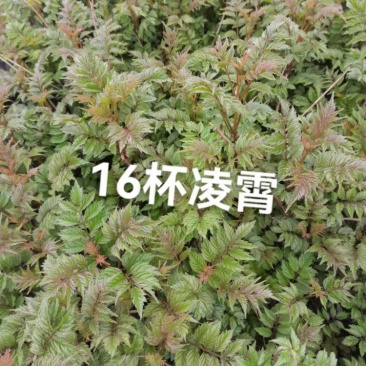 凌霄花大小杯各种规格成都基地直供