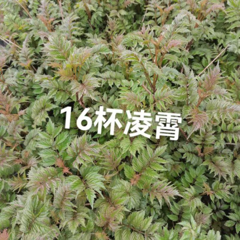 凌霄花大小杯各种规格成都基地直供