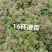 凌霄花大小杯各种规格成都基地直供