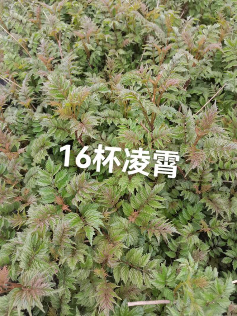 凌霄花大小杯各种规格成都基地直供