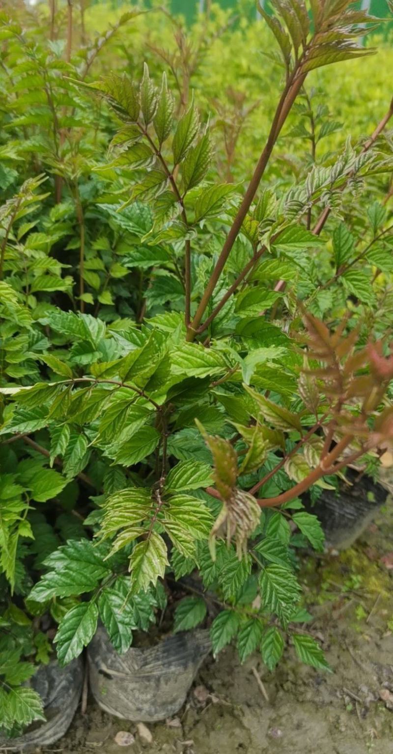 凌霄花大小杯各种规格成都基地直供