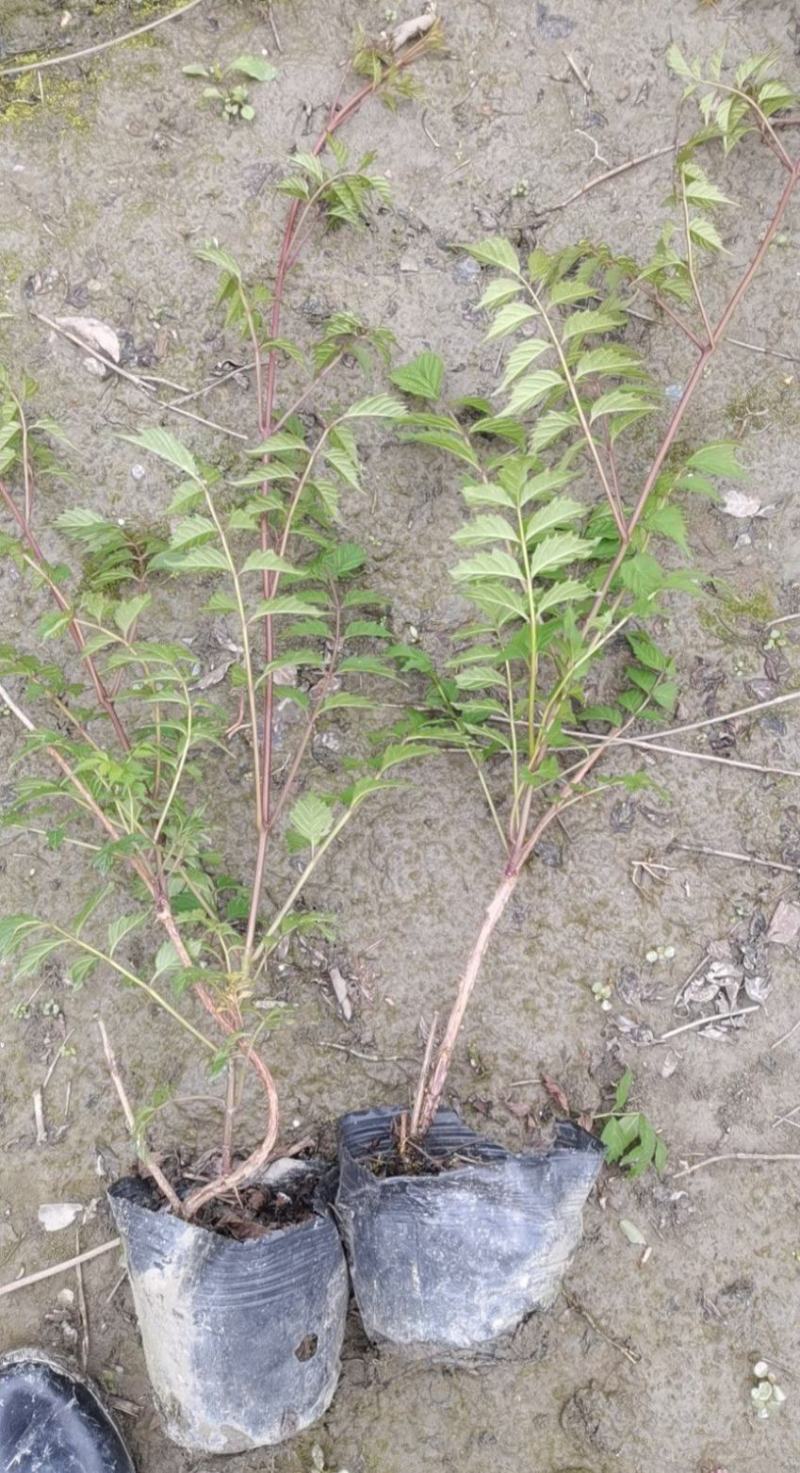 凌霄花大小杯各种规格成都基地直供