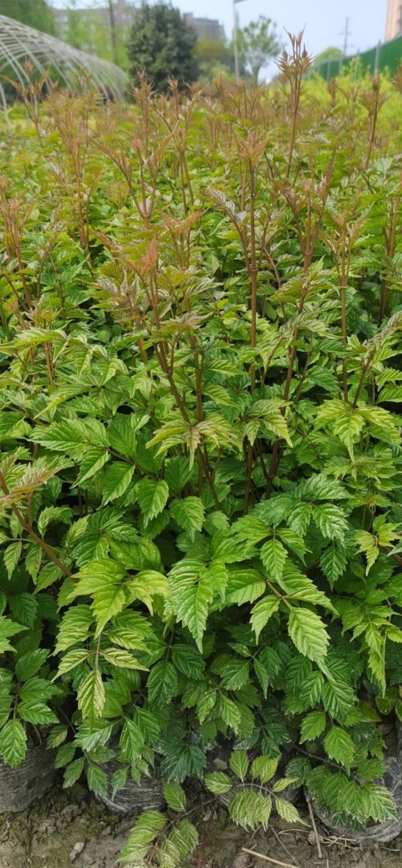 凌霄花大小杯各种规格成都基地直供