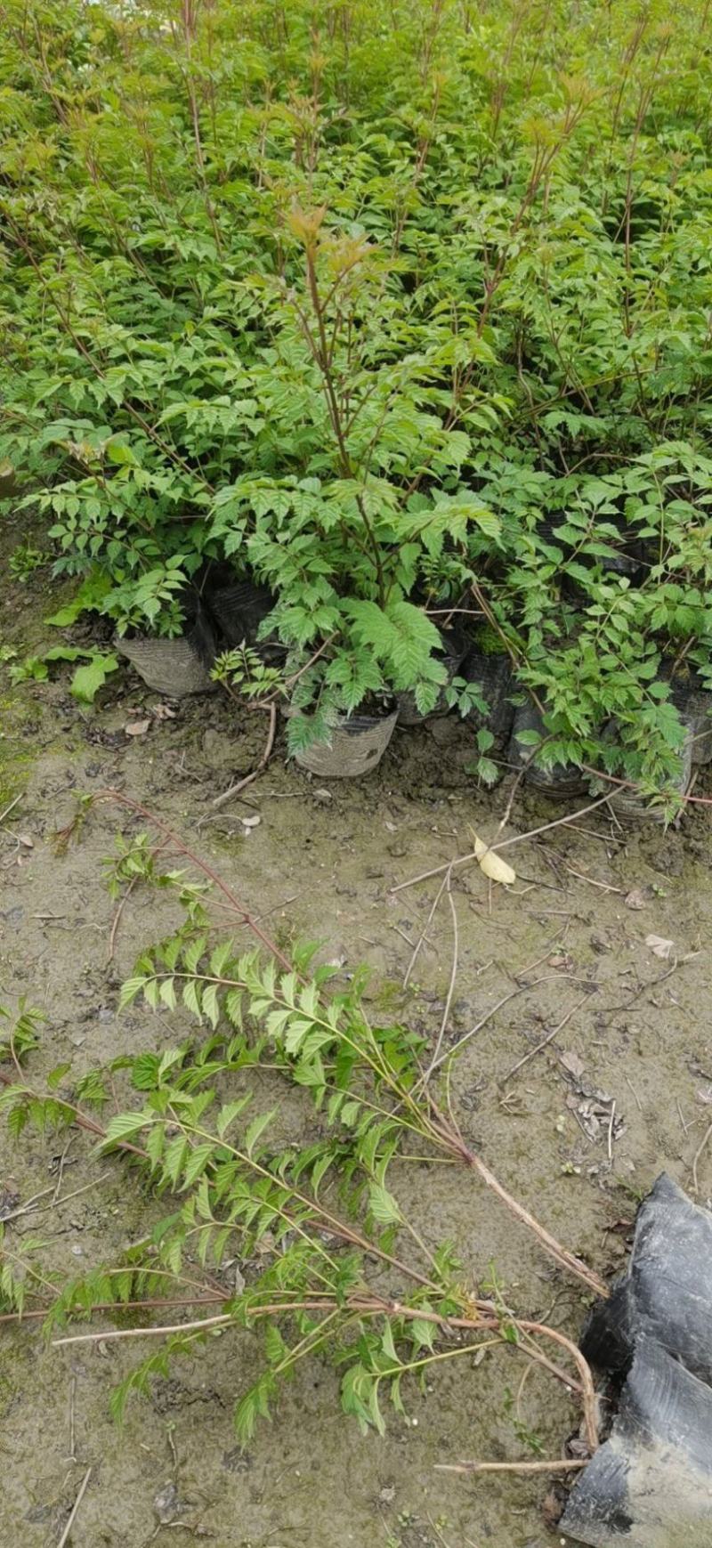 凌霄花大小杯各种规格成都基地直供