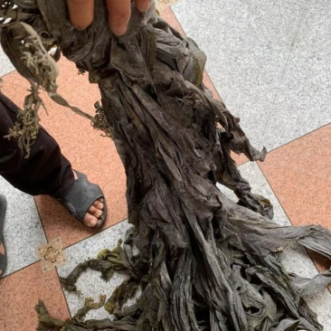 福建无沙海带挂菜直销，批发零售，全国各地发货