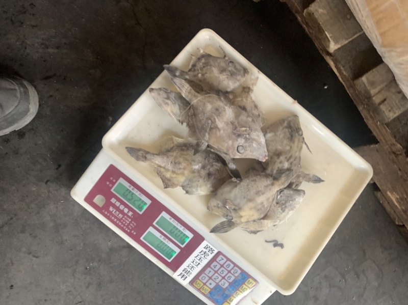 马面鱼（扒皮鱼，耗儿鱼）货源稳定，长年有货，欢迎咨询。