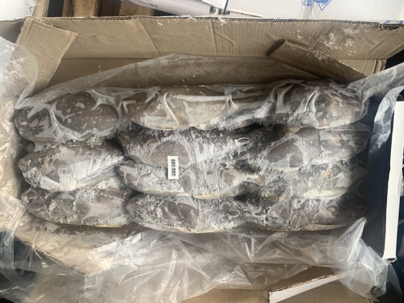 马面鱼（扒皮鱼，耗儿鱼）货源稳定，长年有货，欢迎咨询。