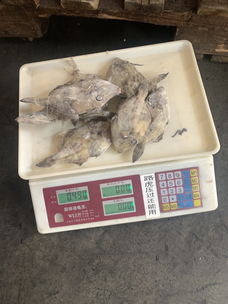 马面鱼（扒皮鱼，耗儿鱼）货源稳定，长年有货，欢迎咨询。